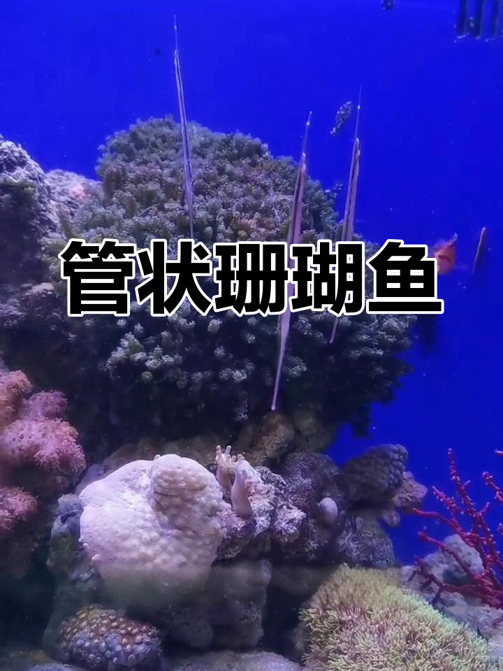 印度洋的管状珊瑚鱼类