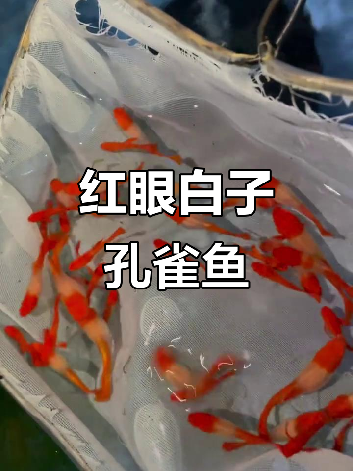 鸿运当头孔雀鱼,红眼白子魅力十足