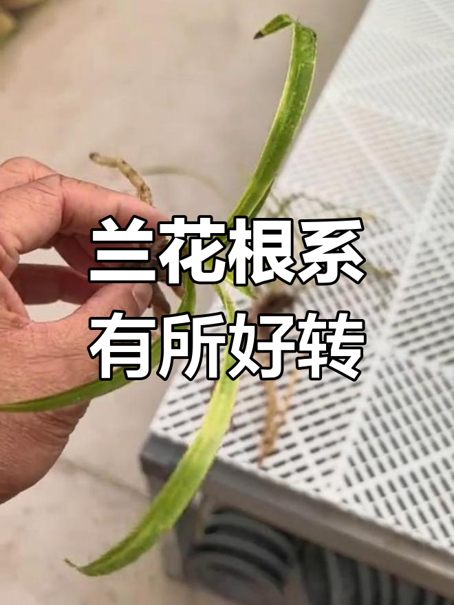 春兰吻仔鱼根系恢复,大雪林也有改善