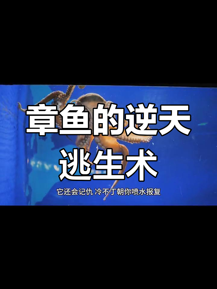 章鱼凭超强智慧逃脱,能记仇报复,堪称海洋“越狱大师”