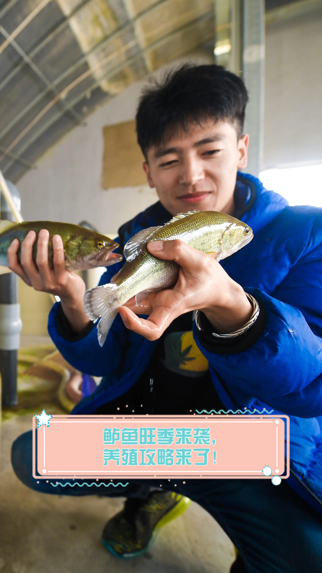 鲈鱼旺季来袭，养殖攻略来了！