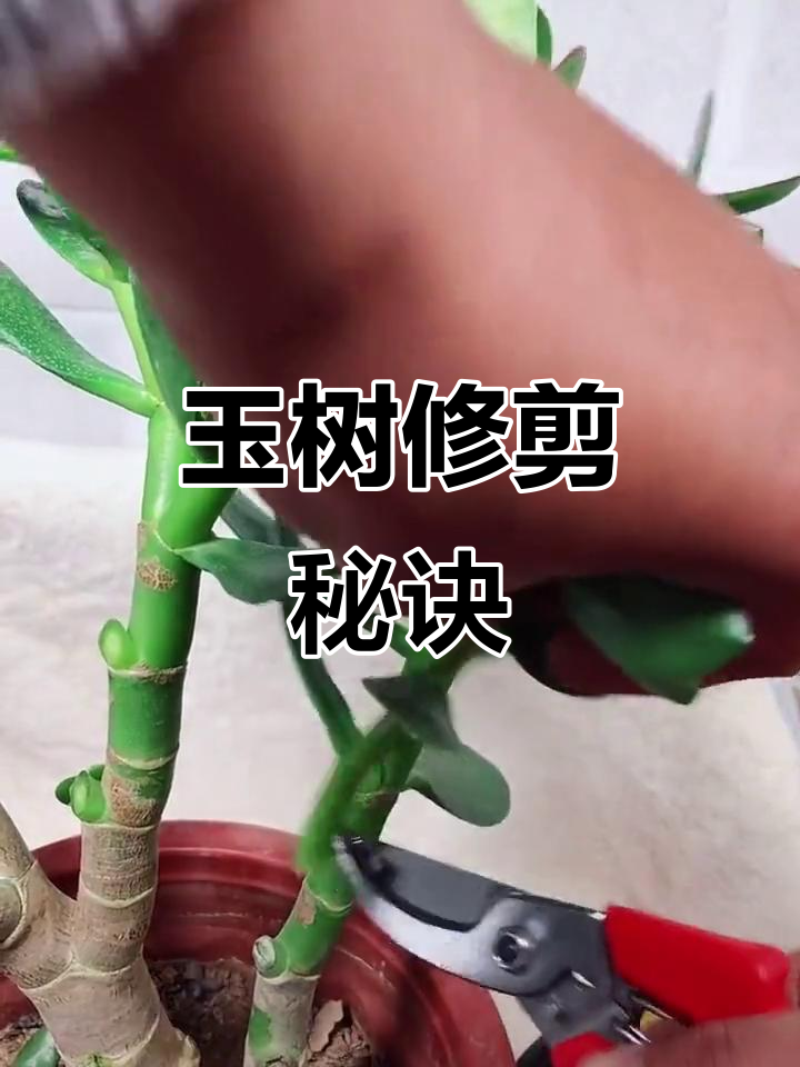 玉树修剪技巧,轻松打造老桩造型