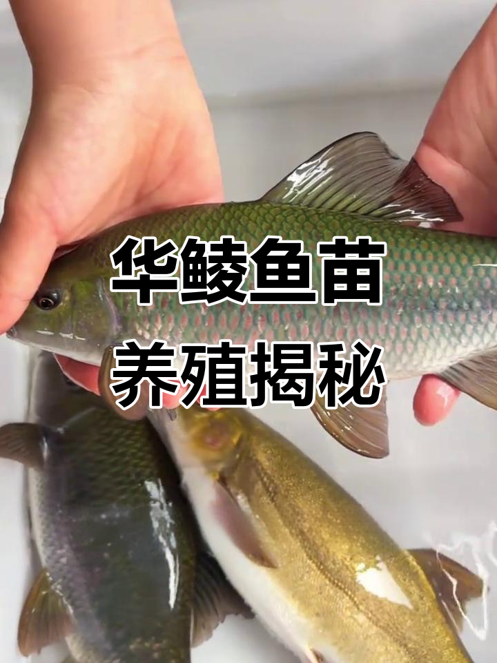 青龙华鳞鱼:名贵淡水鱼的养殖与市场价值