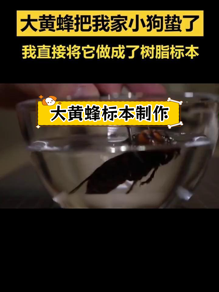 制作大黄蜂标本的详细步骤
