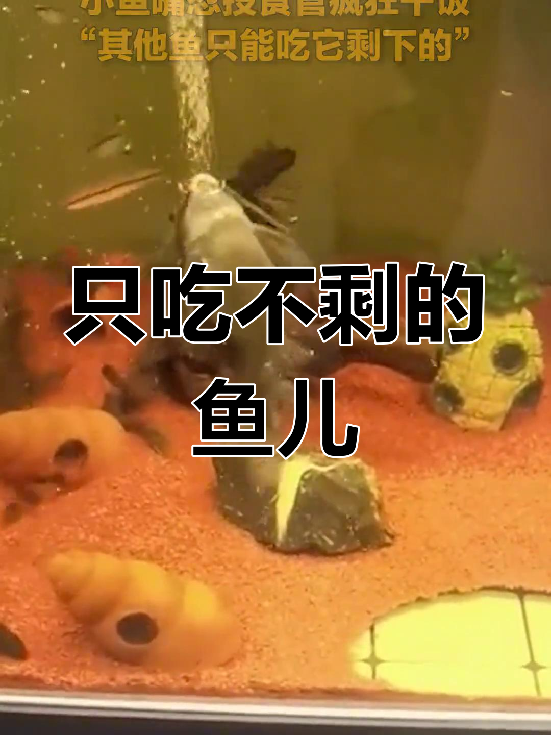 这条鱼竟然只吃剩下的食物,真神奇