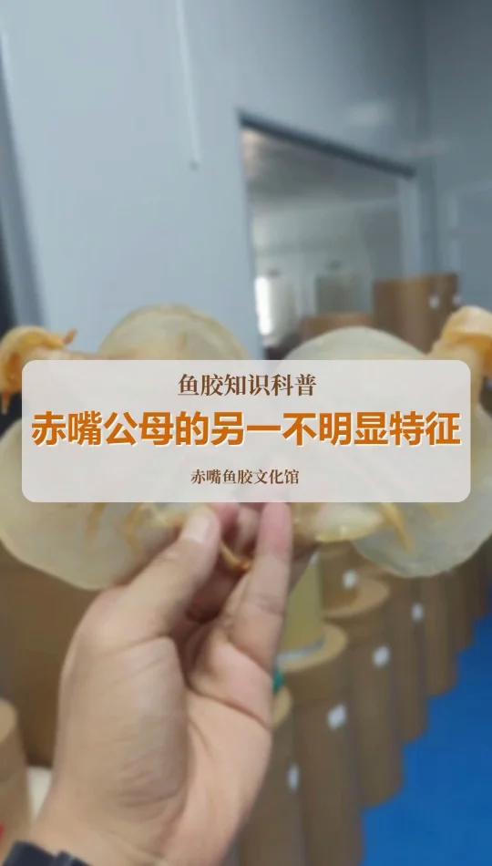 赤嘴鱼胶公母的另一特征!