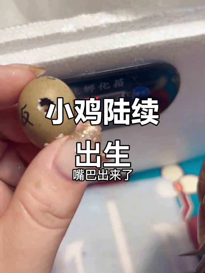 今天第十只小鸡破壳,14颗蛋仍在等待孵化