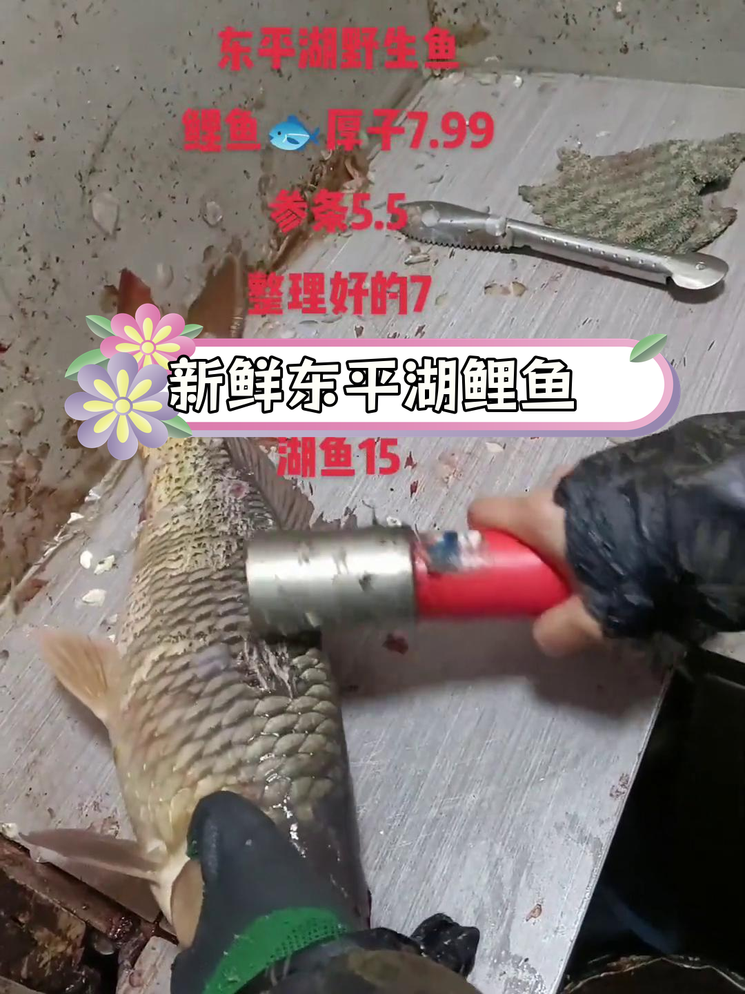 东平湖野生鱼种类与价格