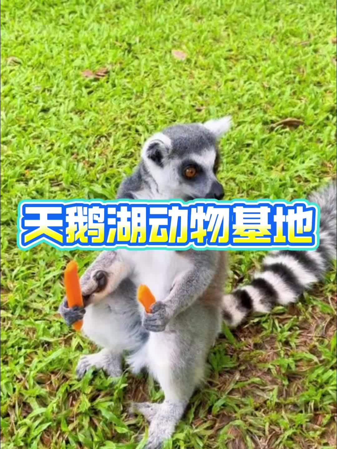 寒假假期来啦!一起来逛海口天鹅湖动物基地,左下角团购有优惠门票!#海口天鹅湖动物基地 #亲