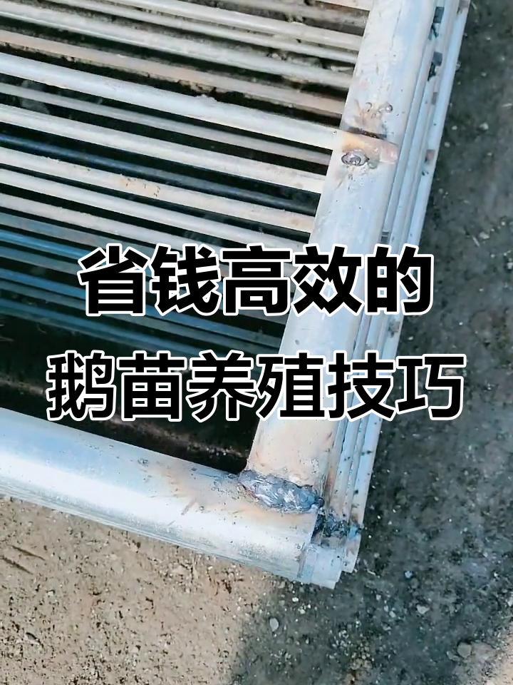 鹅苗孵化场技术分享:如何降低网床造价,提高育雏效率