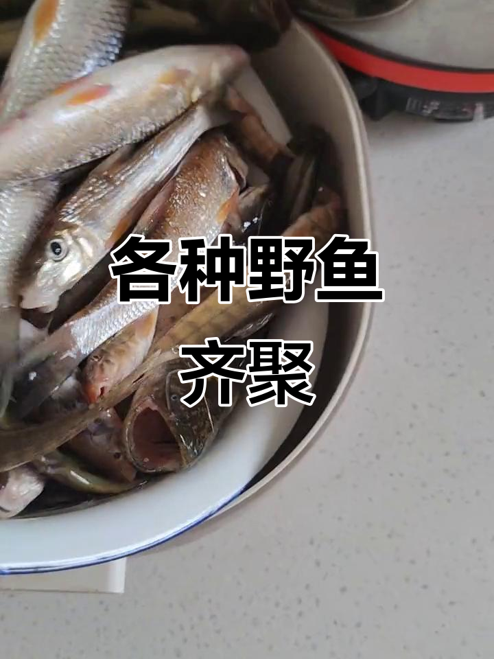 江边野生鱼大揭秘,鲶鱼、牛尾巴一网打尽