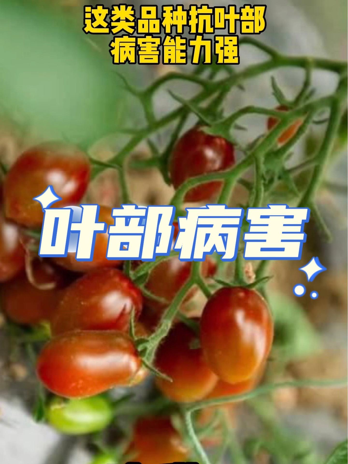 这类的品种,抗叶部病害的能力很强!只要种植的是这类品种,基本没有叶片上的病害,原因是这个!