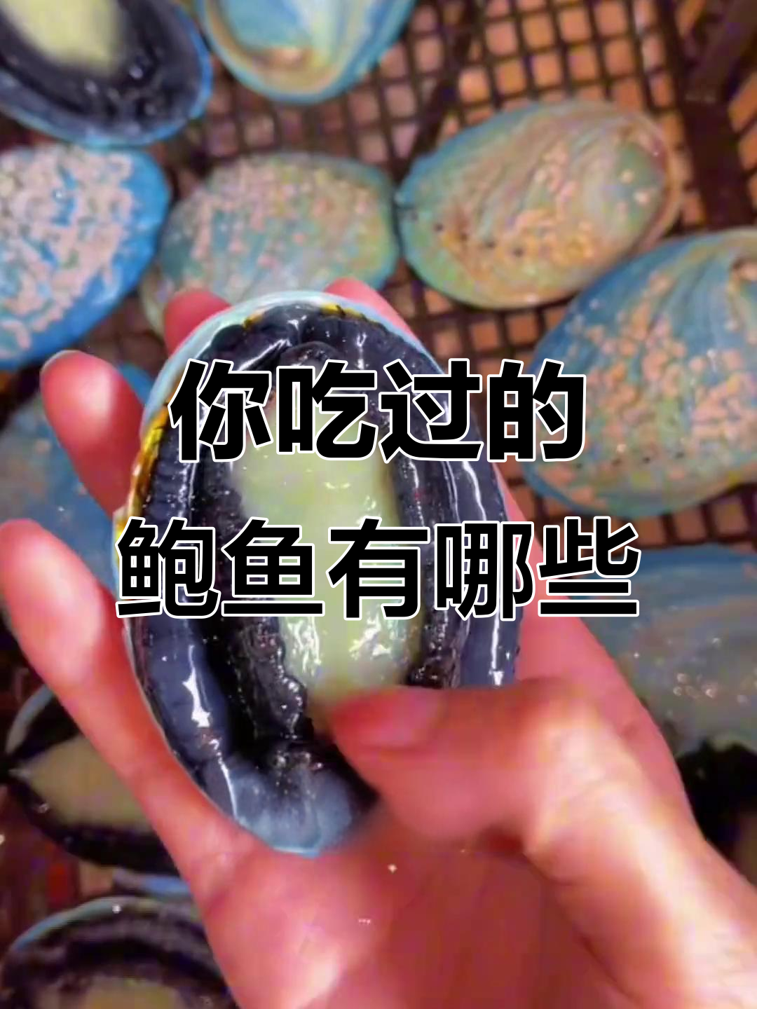 鲍鱼种类大揭秘,黑金、黄金……你吃过几种?