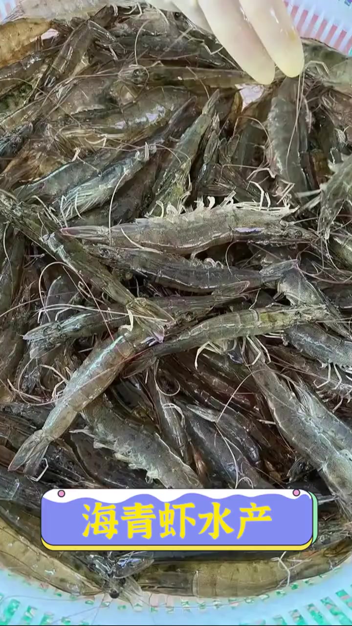 海青虾水产