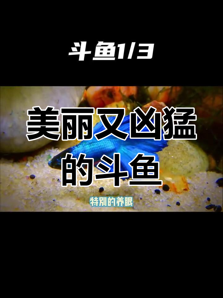 斗鱼:水中仙子与战斗天使