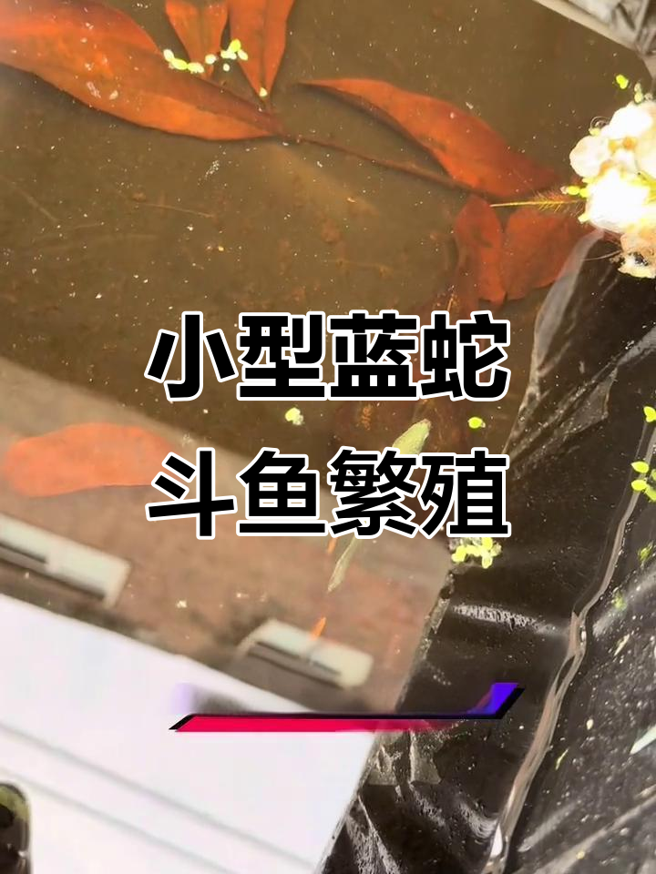 奥火杂交蓝蛇与白兔斗鱼,超小苗种惊艳登场