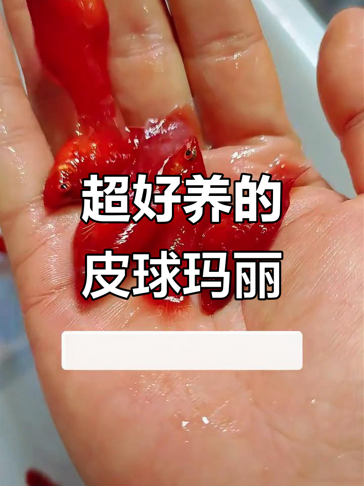 皮球玛丽：超省心又美观的观赏鱼，轻松帮你搞定水质问题