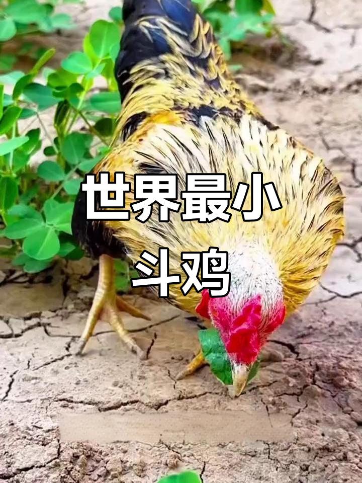 越南小竹鸡：世界上最小的斗鸡，宠物观赏新宠