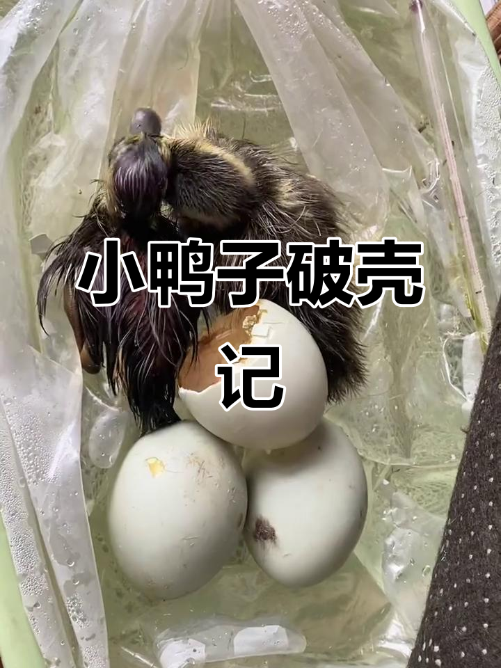 老爸孵化野鸭蛋，二十天后小生命破壳而出，真是奇迹！