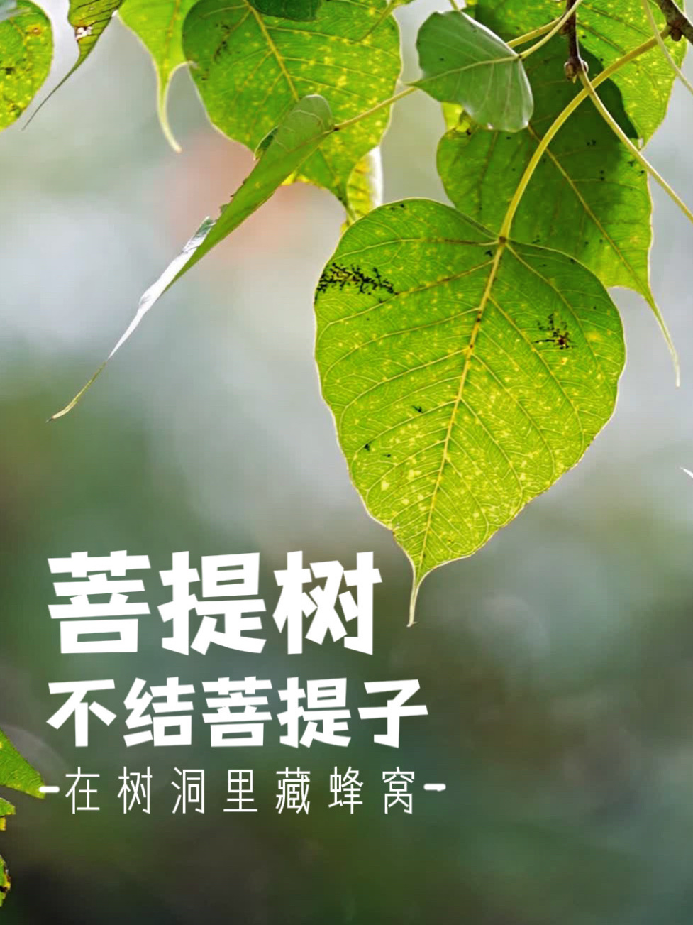 菩提本无树,但菩提子有两百多种