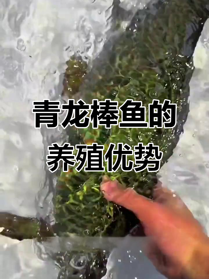 青龙棒鱼:鲜嫩美味,养殖周期短,市场需求大