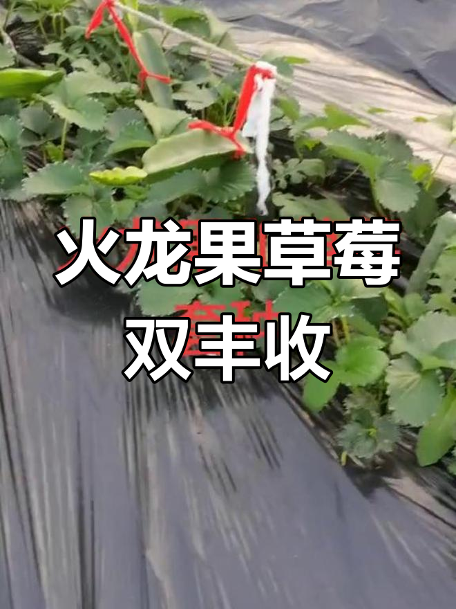 火龙果与草莓套种,长势喜人