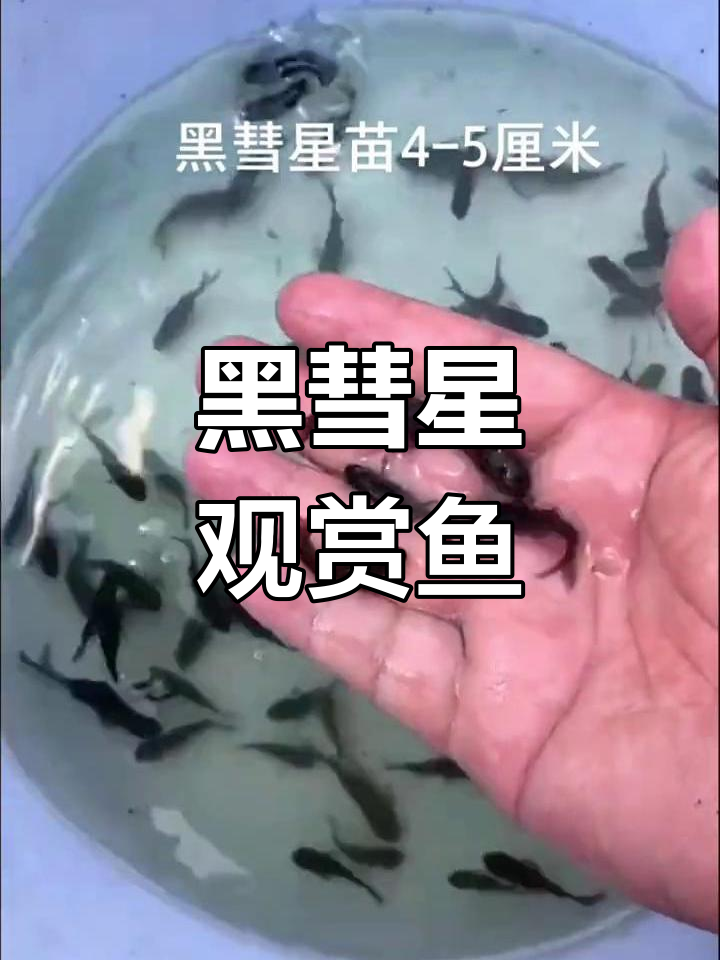 黑色彗星观赏鱼,4-5cm大小