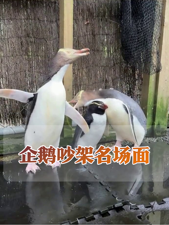 大企鹅吵架小企鹅缩成团,这家庭地位太真实了