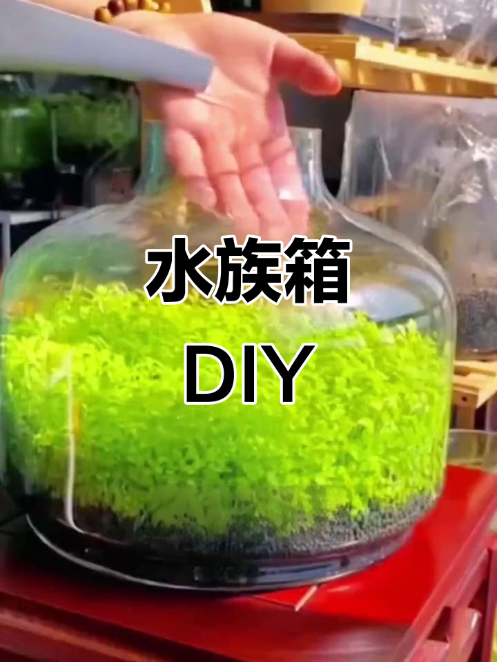 家里不让买鱼缸？用塑料桶也能打造迷你水族箱！