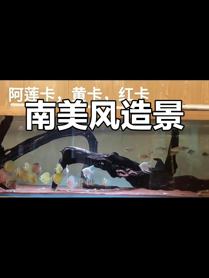 七彩神仙鱼与南美风情水景