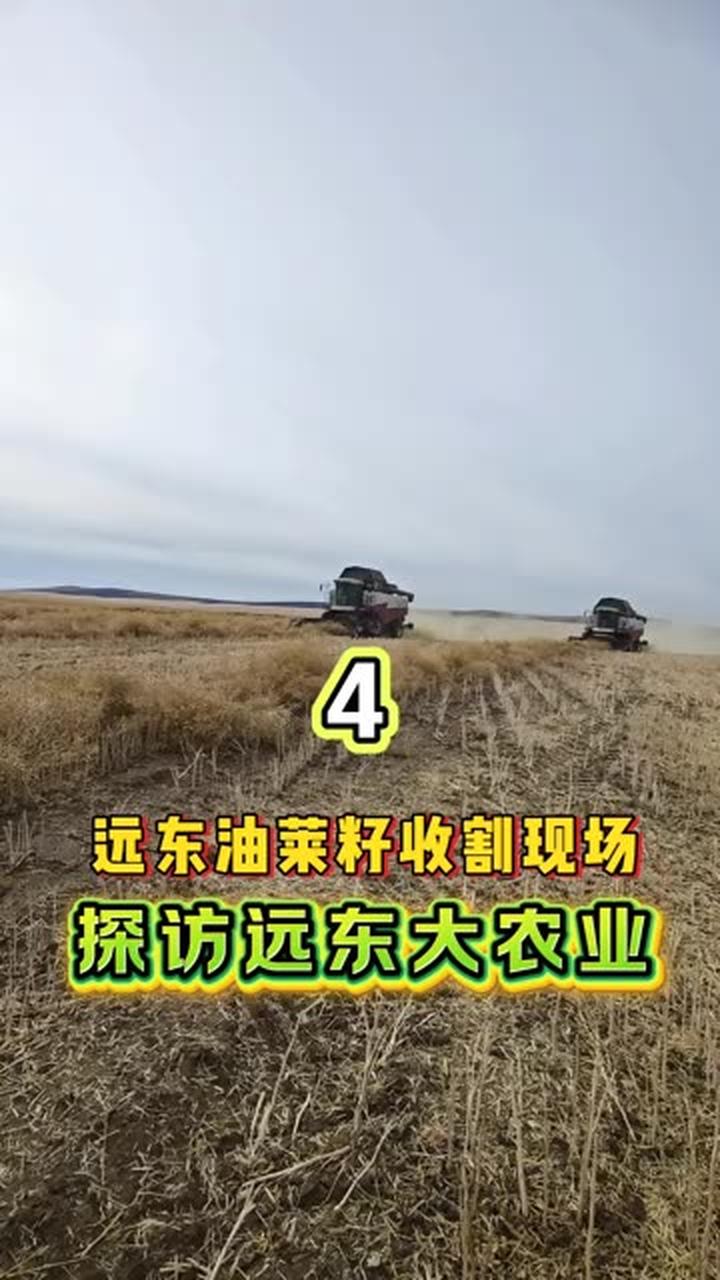 探访远东大农业，直击远东油菜籽收割现场