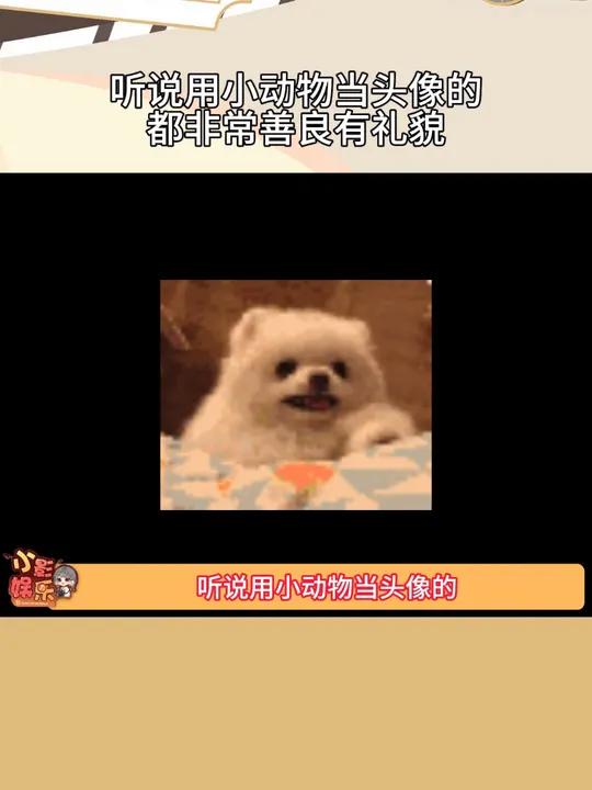 听说用小动物当头像的都非常善良有礼貌,看看你的头像