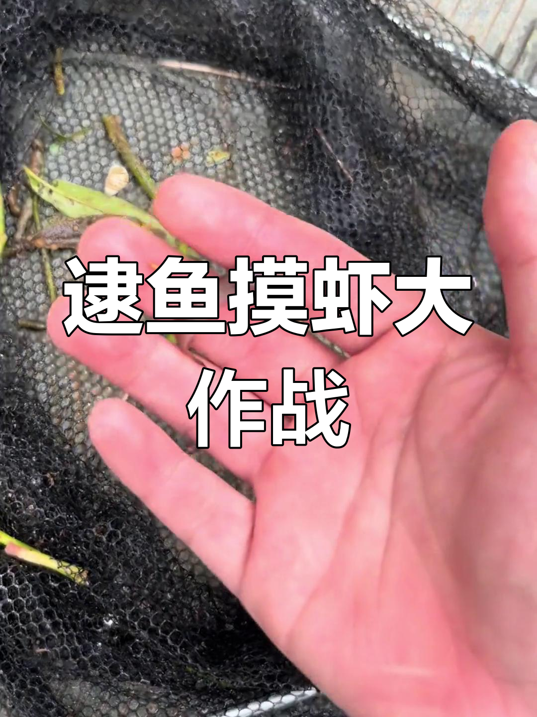 神秘小虾和胡子鱼大揭秘,田园捕捞乐趣多