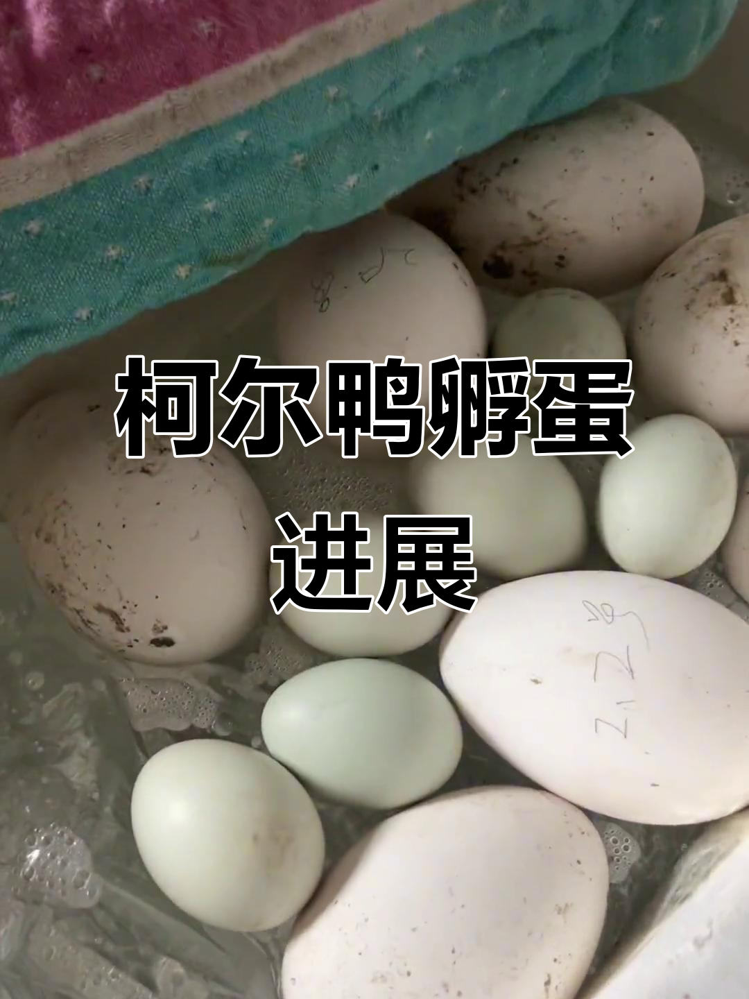 柯尔鸭孵化箱揭秘,23天破壳在即