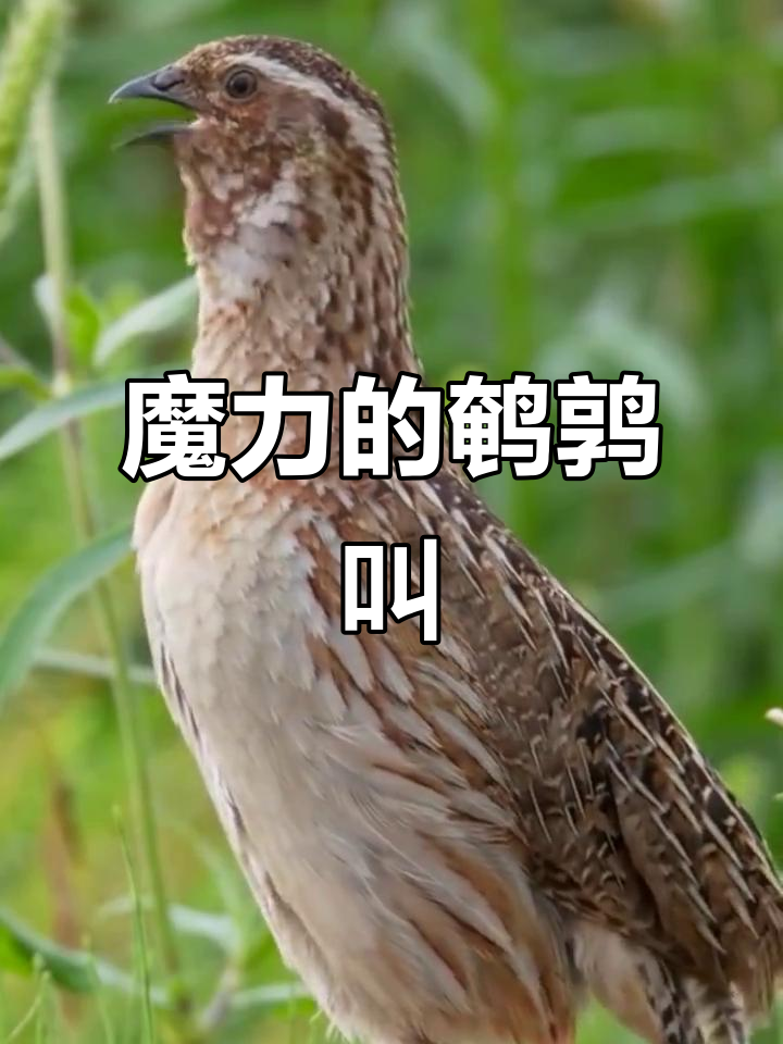 鹌鹑叫声太神奇,听一次上瘾!