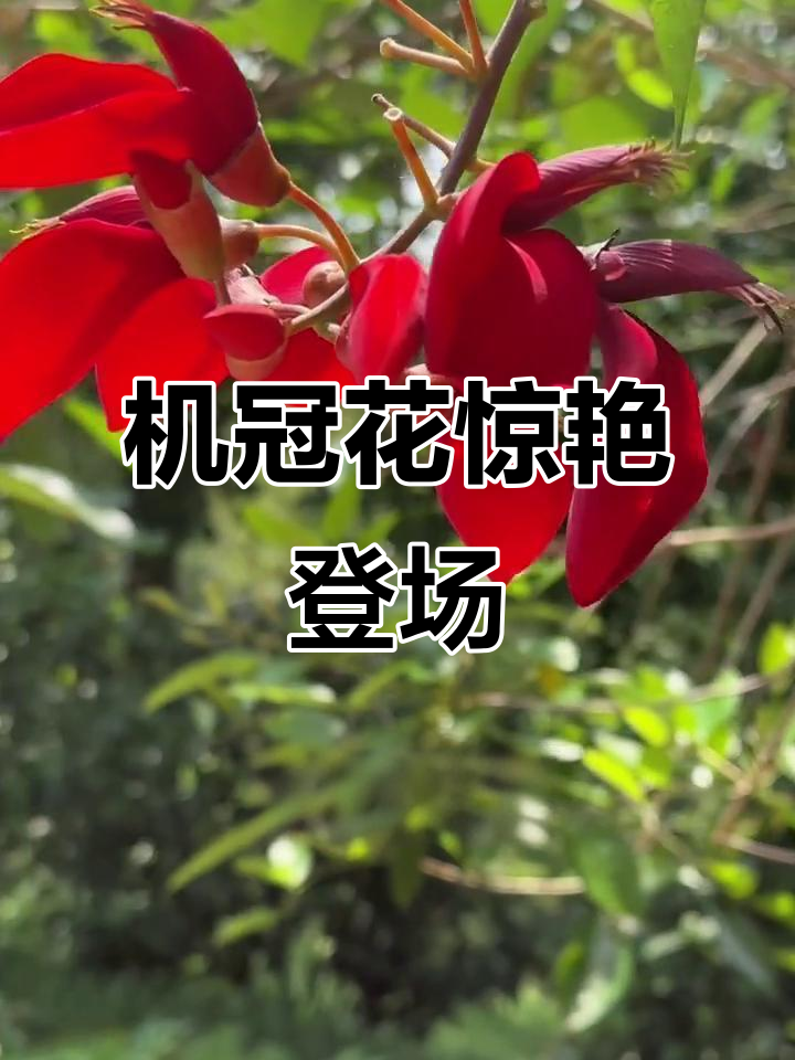 鸡冠刺桐盛开，花朵如机冠般独特