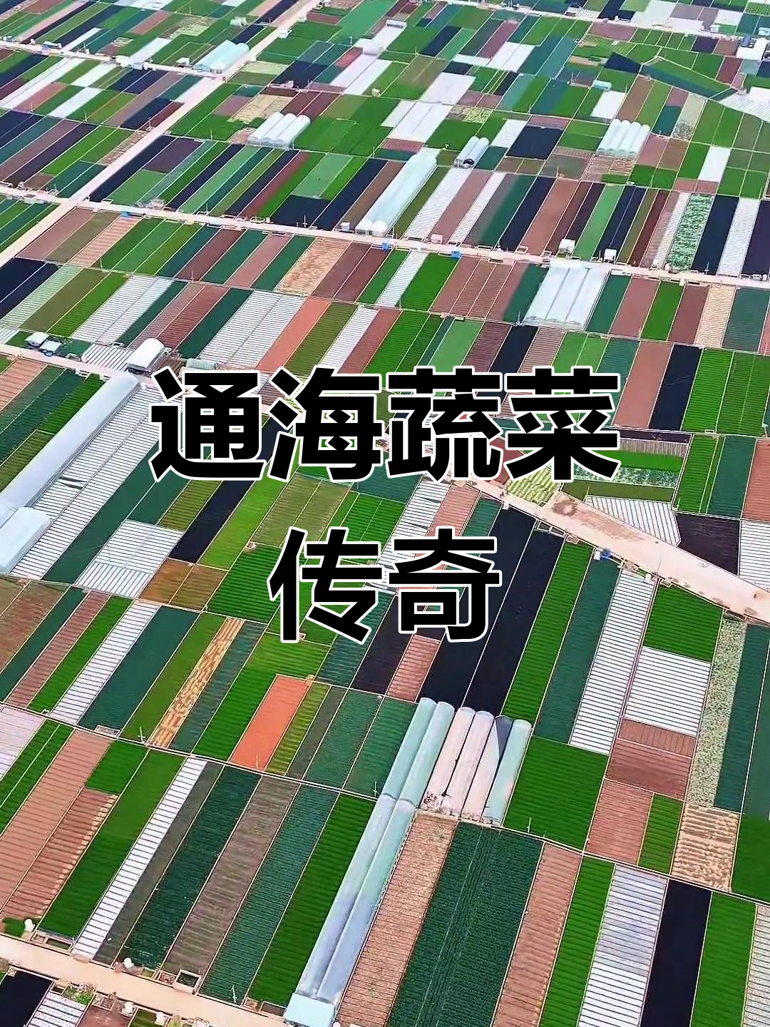 通海蔬菜基地,勤劳与坚持铸就全球品牌