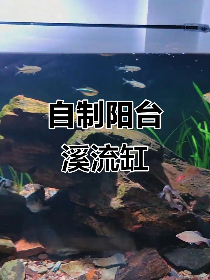 阳台溪流缸制作全攻略：从石头到水草，一步到位