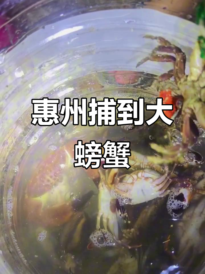 惠州抓大螃蟹,面包蟹超大超有奶香!