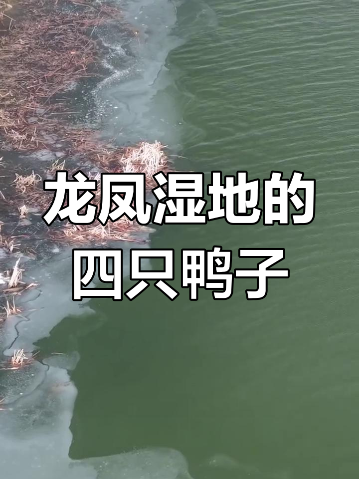 大庆龙凤湿地四种珍稀鸭类,你认识几种?