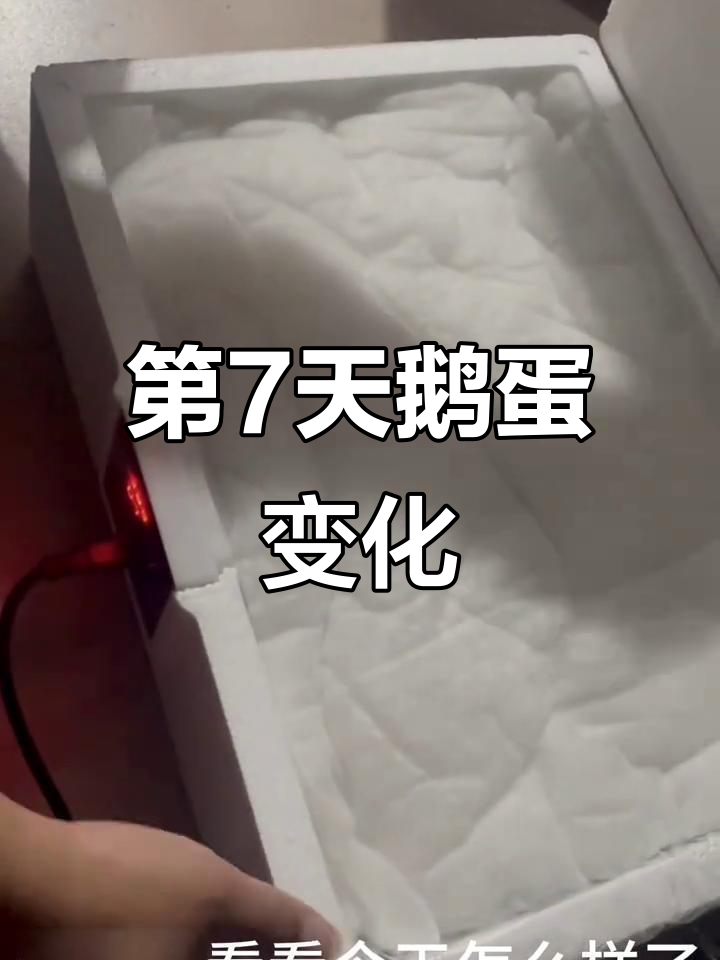 孵化第七天,鹅蛋出现血管网状结构,胚胎发育关键期