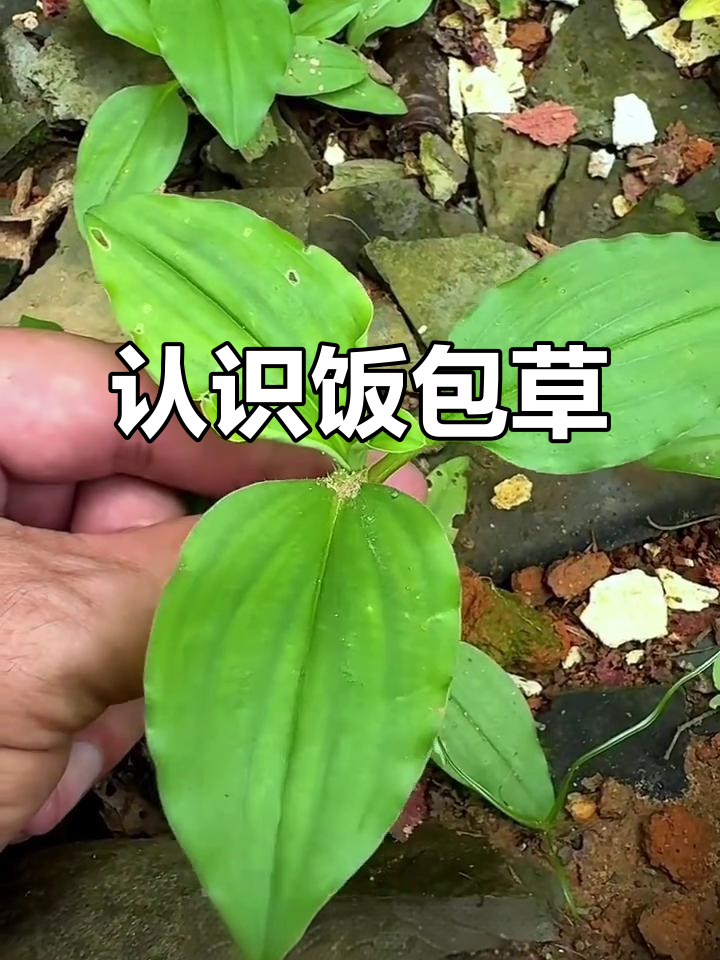 饭包草:你可能忽视的野生宝藏,了解它的神奇作用