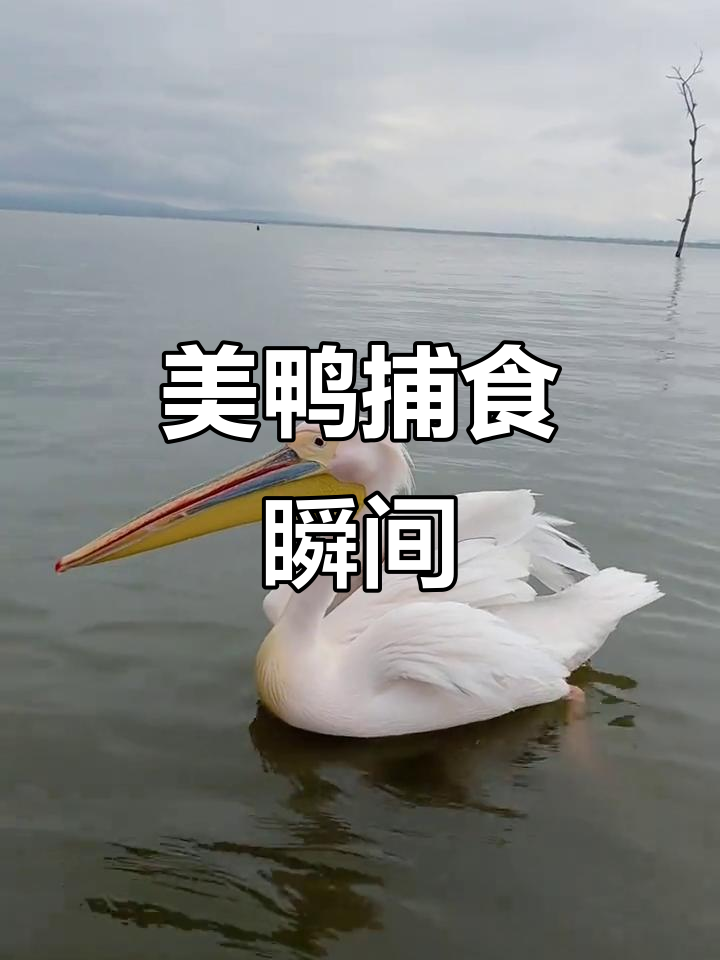 肯尼亚鸭子吃鱼,竟然这么美!