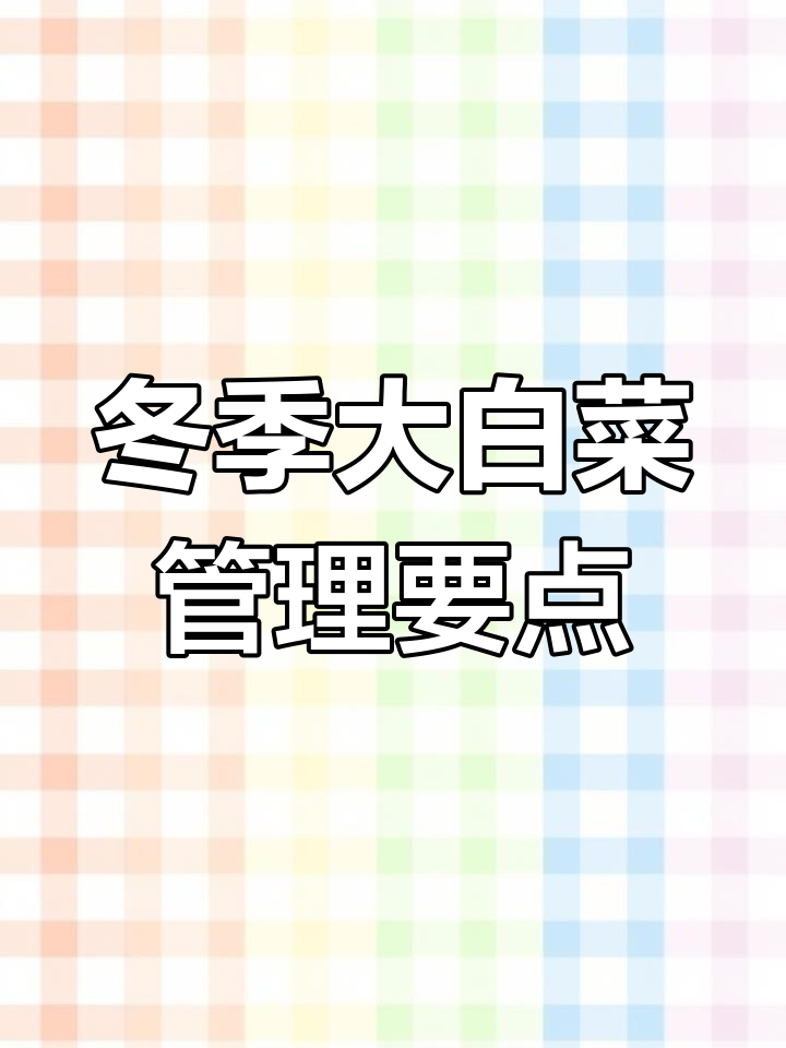 立冬前后大白菜管理技巧,如何浇水施肥防冻害