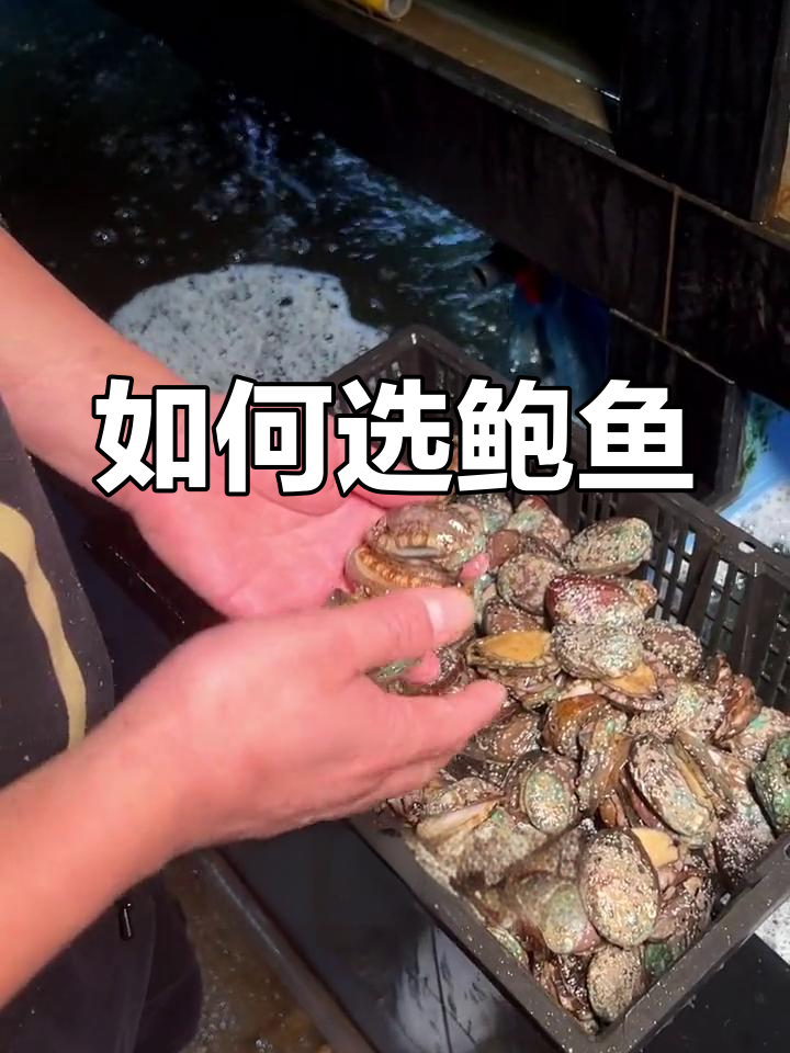 鲍鱼挑选全攻略:几头鲍是什么意思