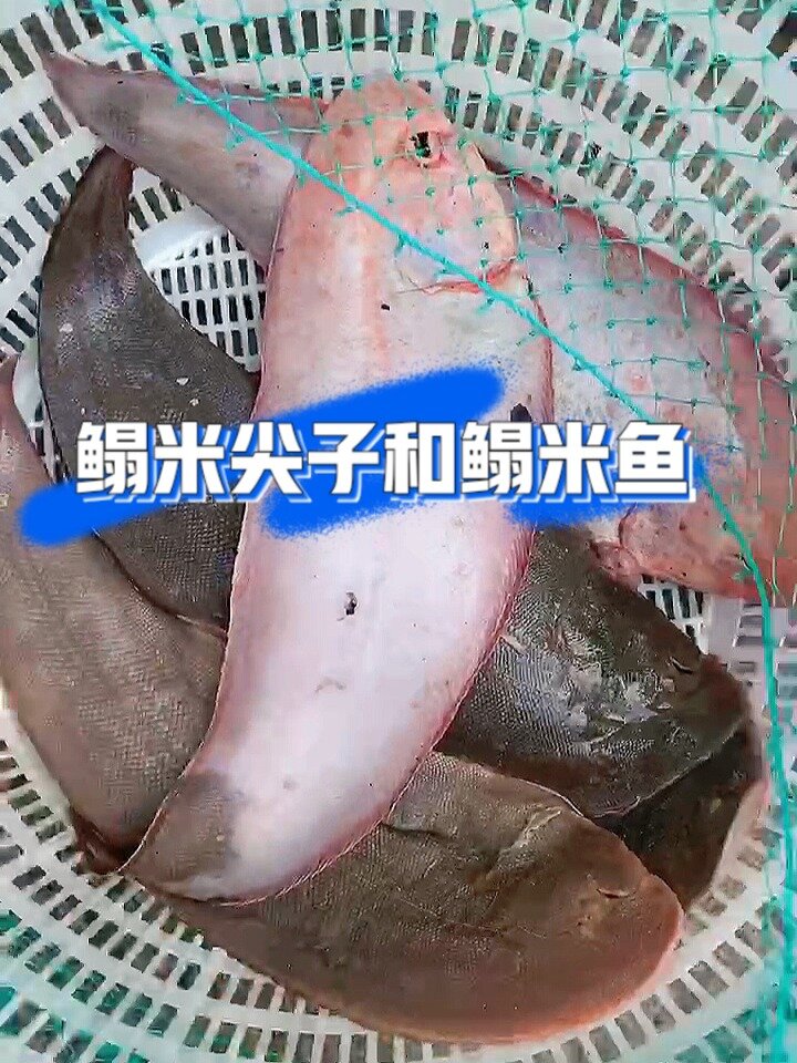 刚下船超级新鲜的野生海捕塌米鱼