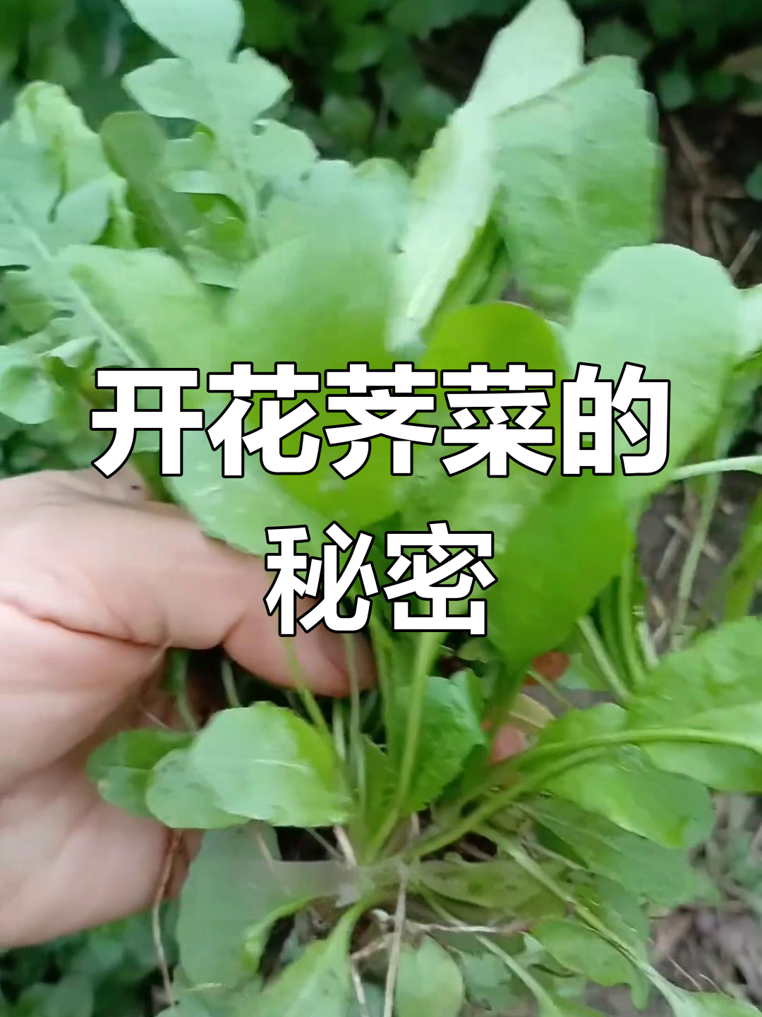荠菜开花时才是最营养的,别只知包饺子!
