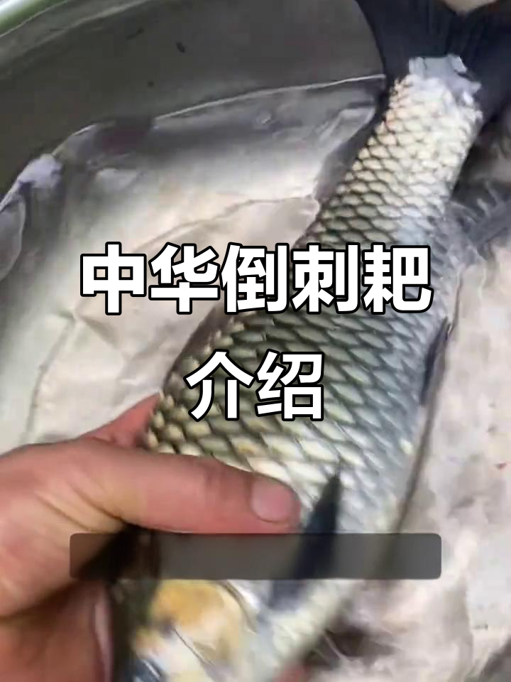 清波鱼:长江流域的美丽淡水鱼类,肉质鲜美