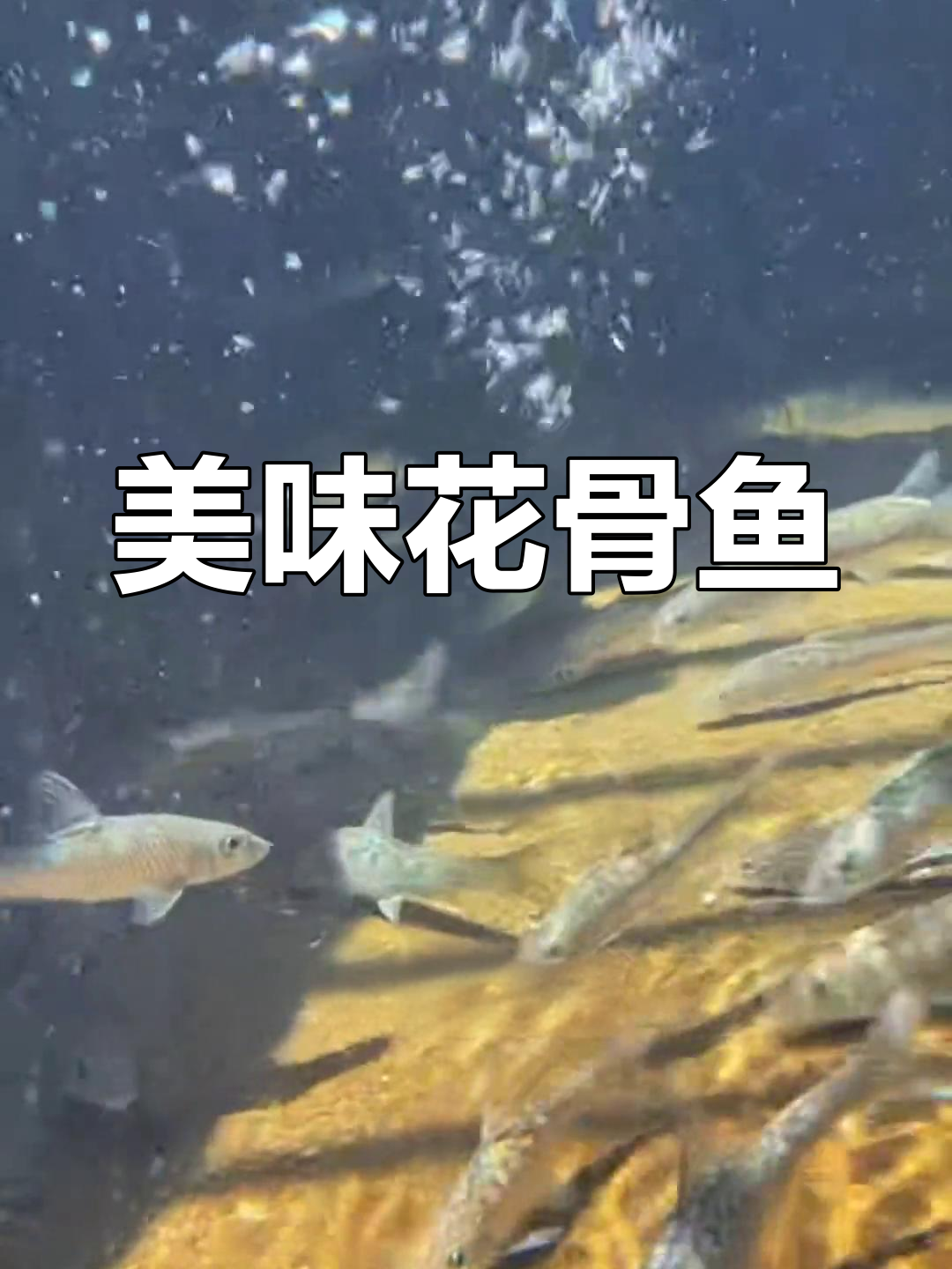 花骨鱼,肉质鲜美,养殖简单,适应性强