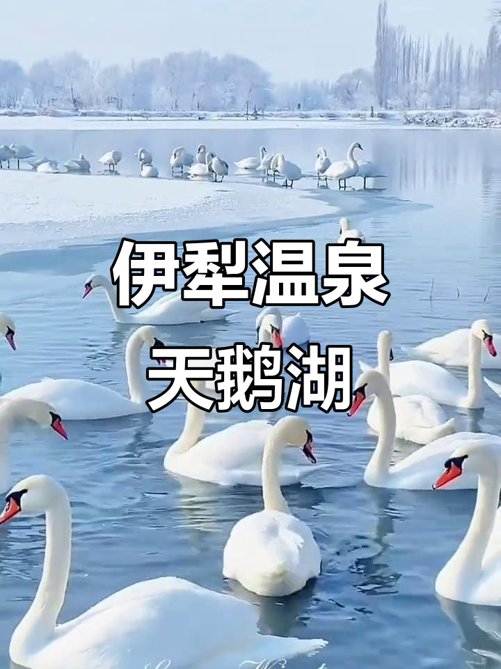 新疆伊犁天鹅湖：冬季栖息地，美丽自然景观